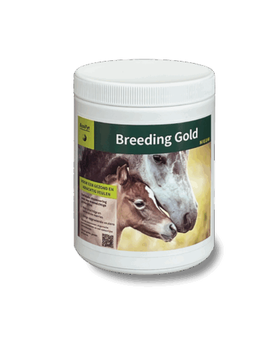 Weiße Dose mit Breeding Gold Ergänzungsfutter für Zuchtstuten und Fohlen von EquiFyt
